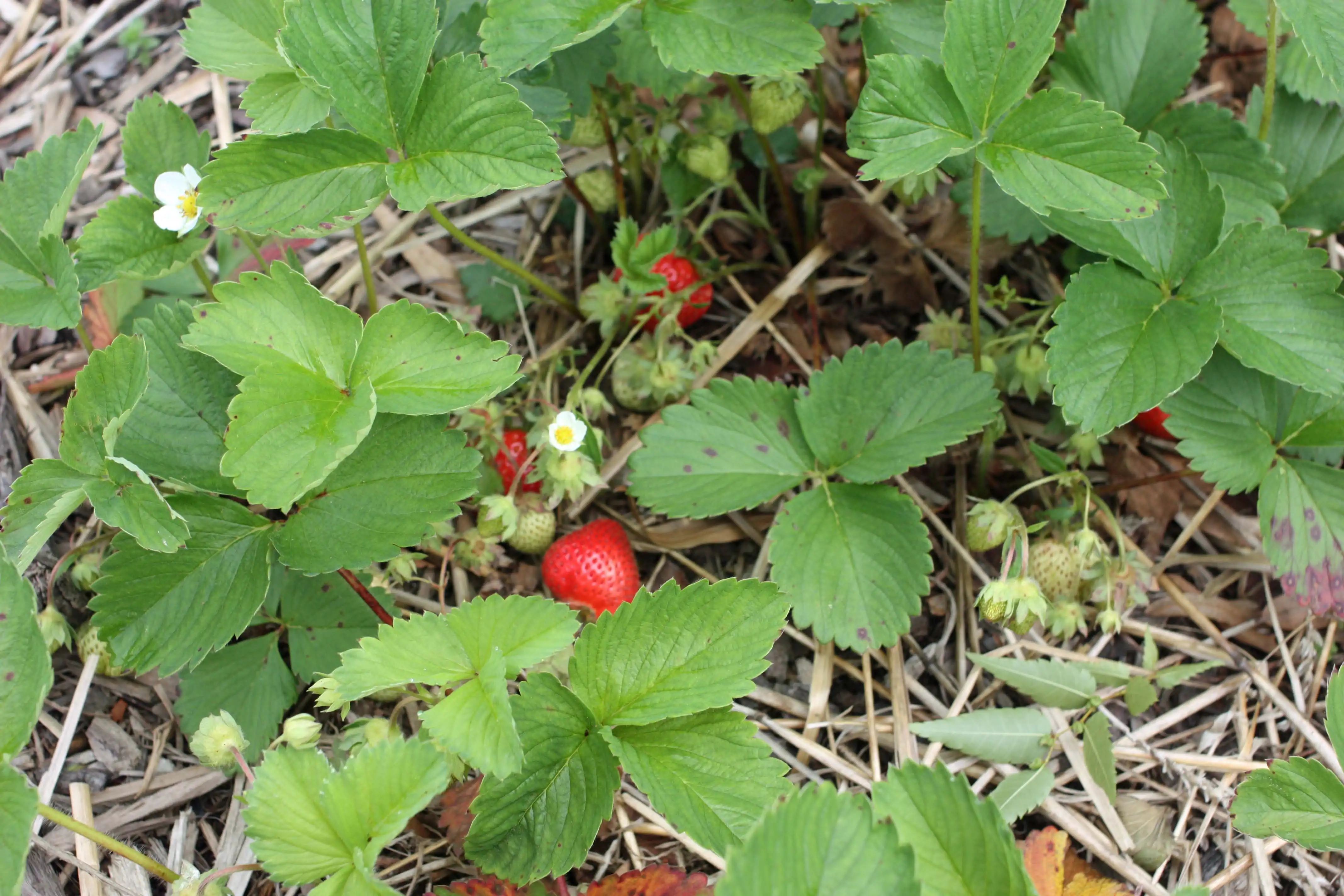 Fragaria-x-ananassa.jpg