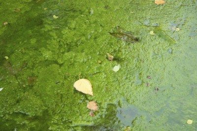pond scum