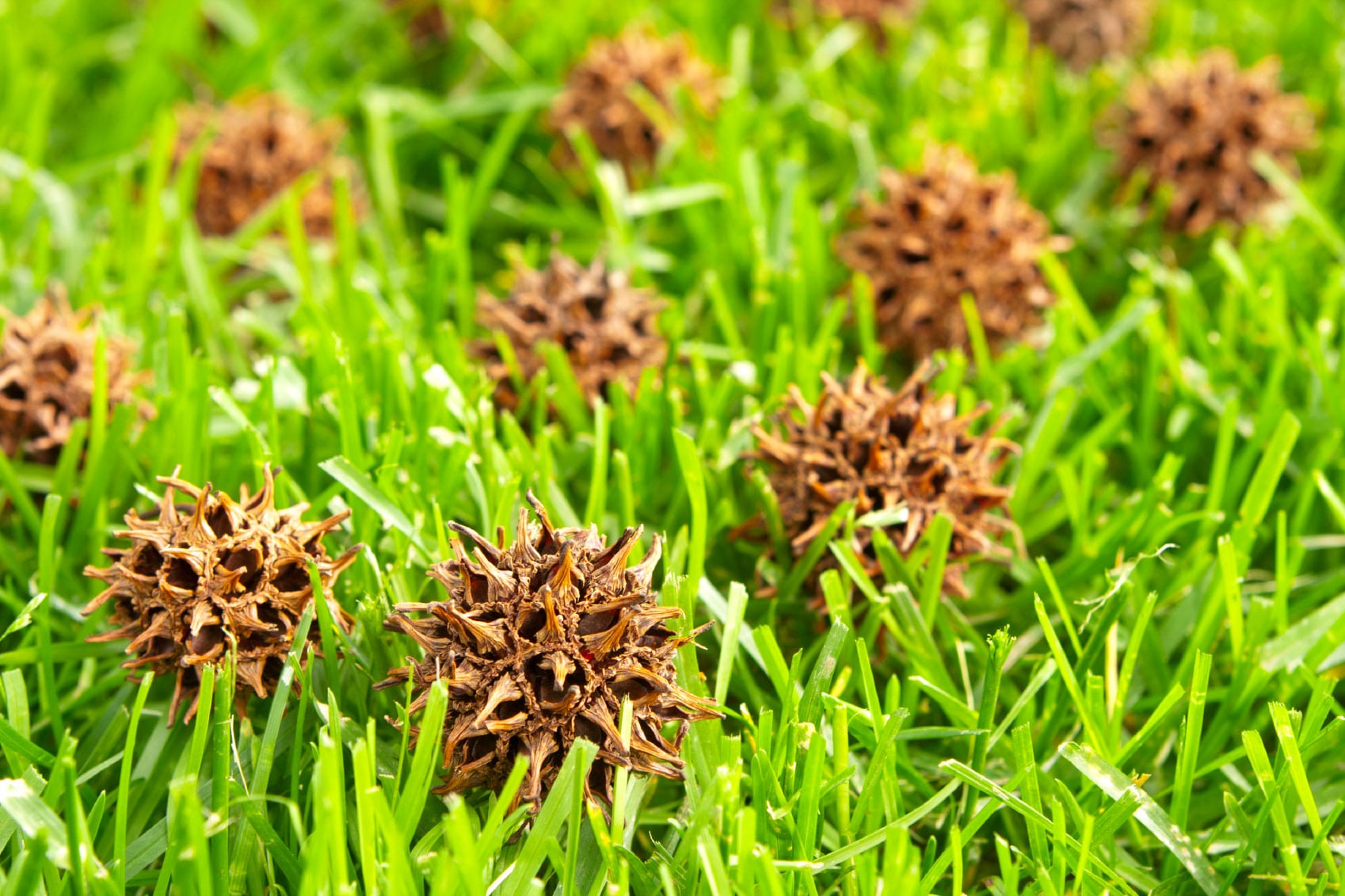 sweetgum balls