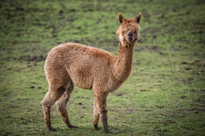 alpaca 1