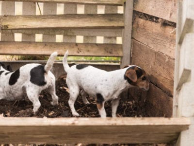 dog waste in compost