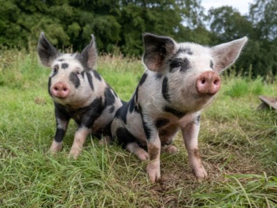 two piglets sitting together