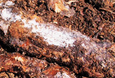 actinomycetes compost