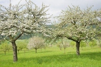 apple trees