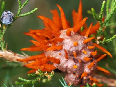 cedarapple rust on juniper