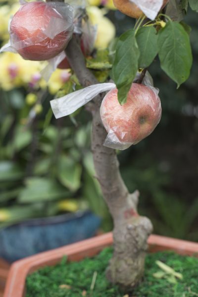 apple container