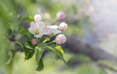 apple blossom
