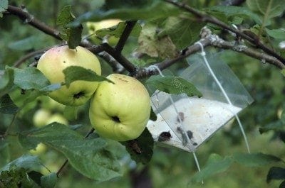 apple pests