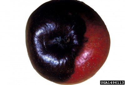black rot apple