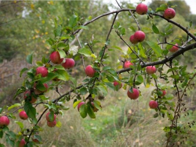 wild apple