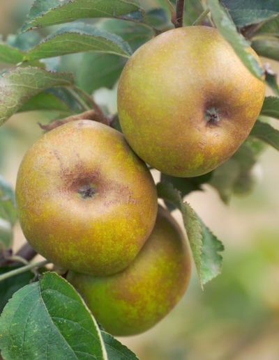 ashmeads kernel