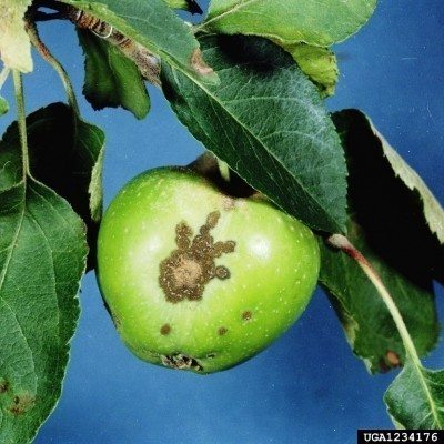apple scab
