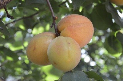 apricot fruit