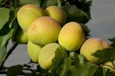 unripe apricots