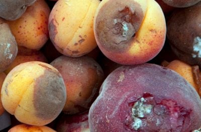 apricot rot