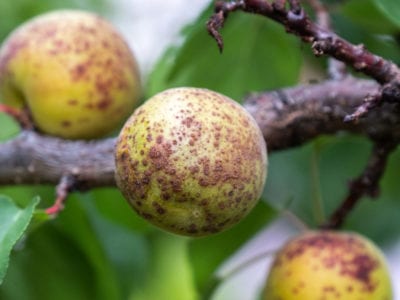 apricot disease