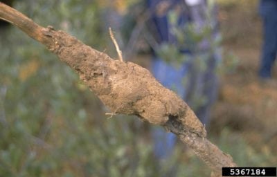 apricot root rot