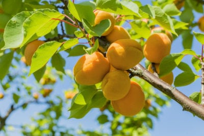 apricot waterlogging