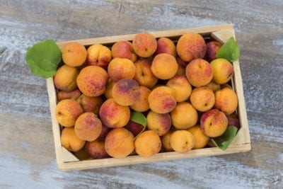 apricots