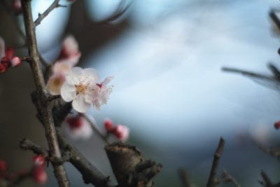 japanese apricot