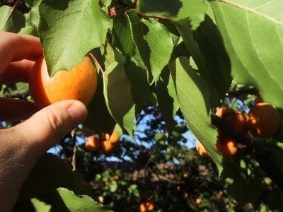harvesting apricots