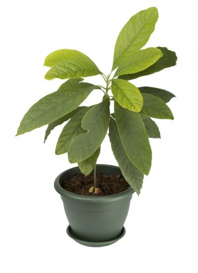 avocado houseplant