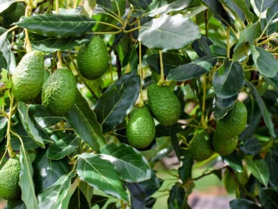 hass avocado tree
