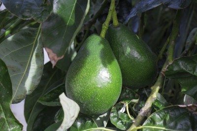 avocado fertilizer