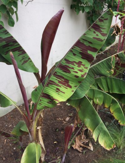 ornamental banana