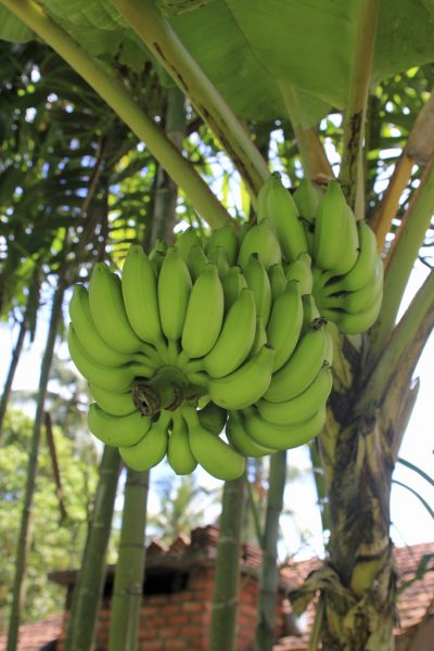 bananas