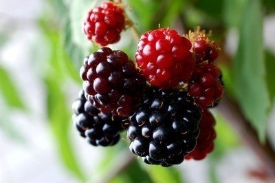 blackberries