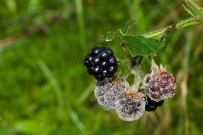 blackberry rot