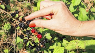 picking blackberries
