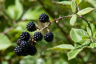 blackberries