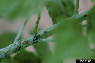 blackberry anthracnose