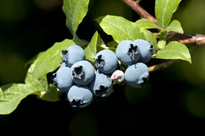 blueberries