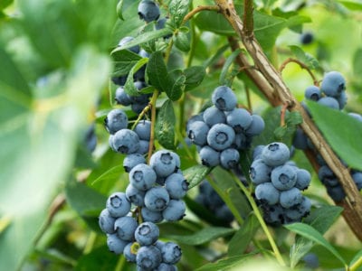 blueberries