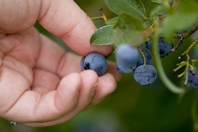 picking blueberries