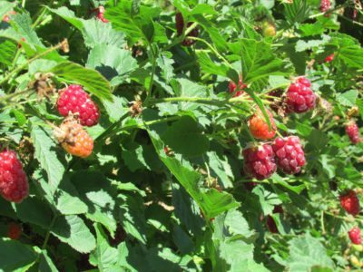 boysenberry harvest