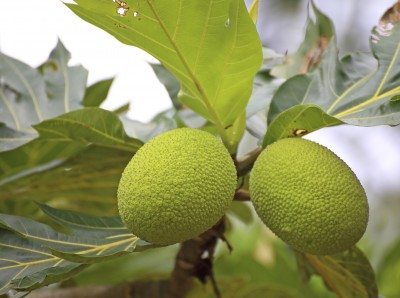 breadfruit