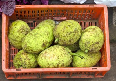 breadfruit harvesat