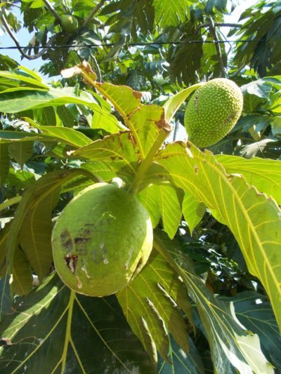 breadfruit leaves