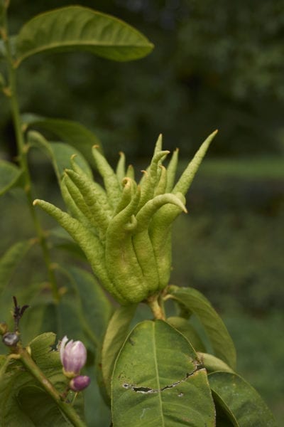 buddhas hand