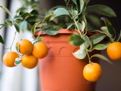 calamondin