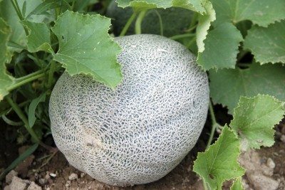 cantaloupe