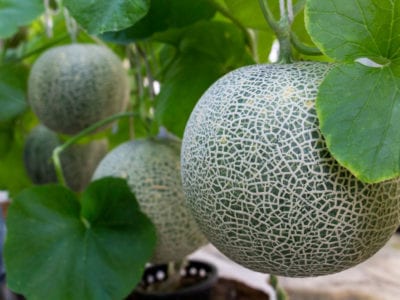 cantaloupe