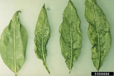 cherry rasp leaf virus