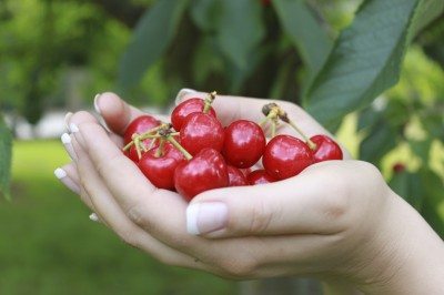 cherry harvest