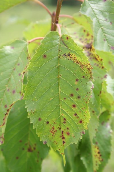 cherry leaf spot