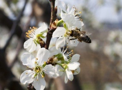cherry tree pollination